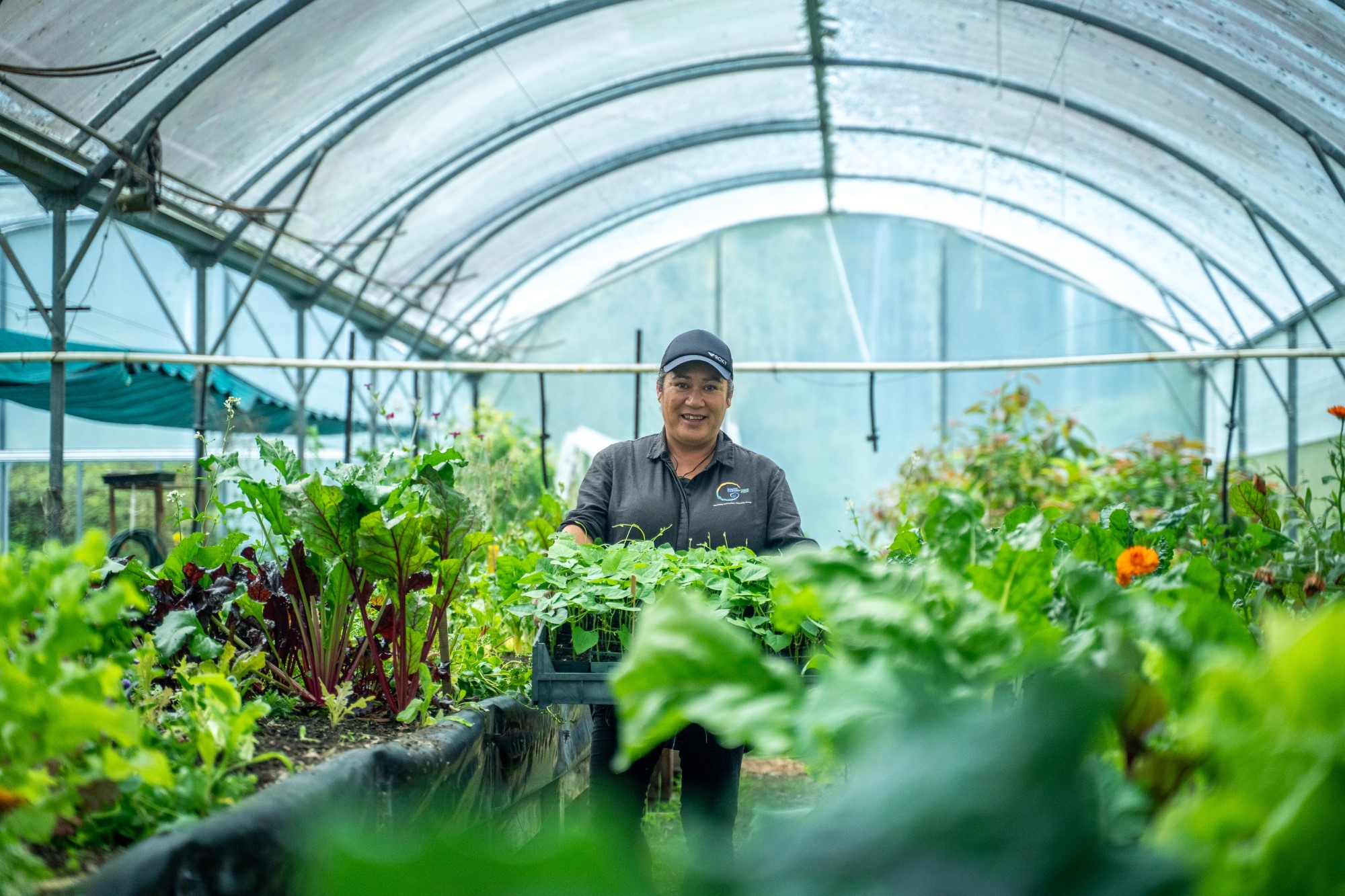 Mihirau Greenhouse Mihirau Greenhouse