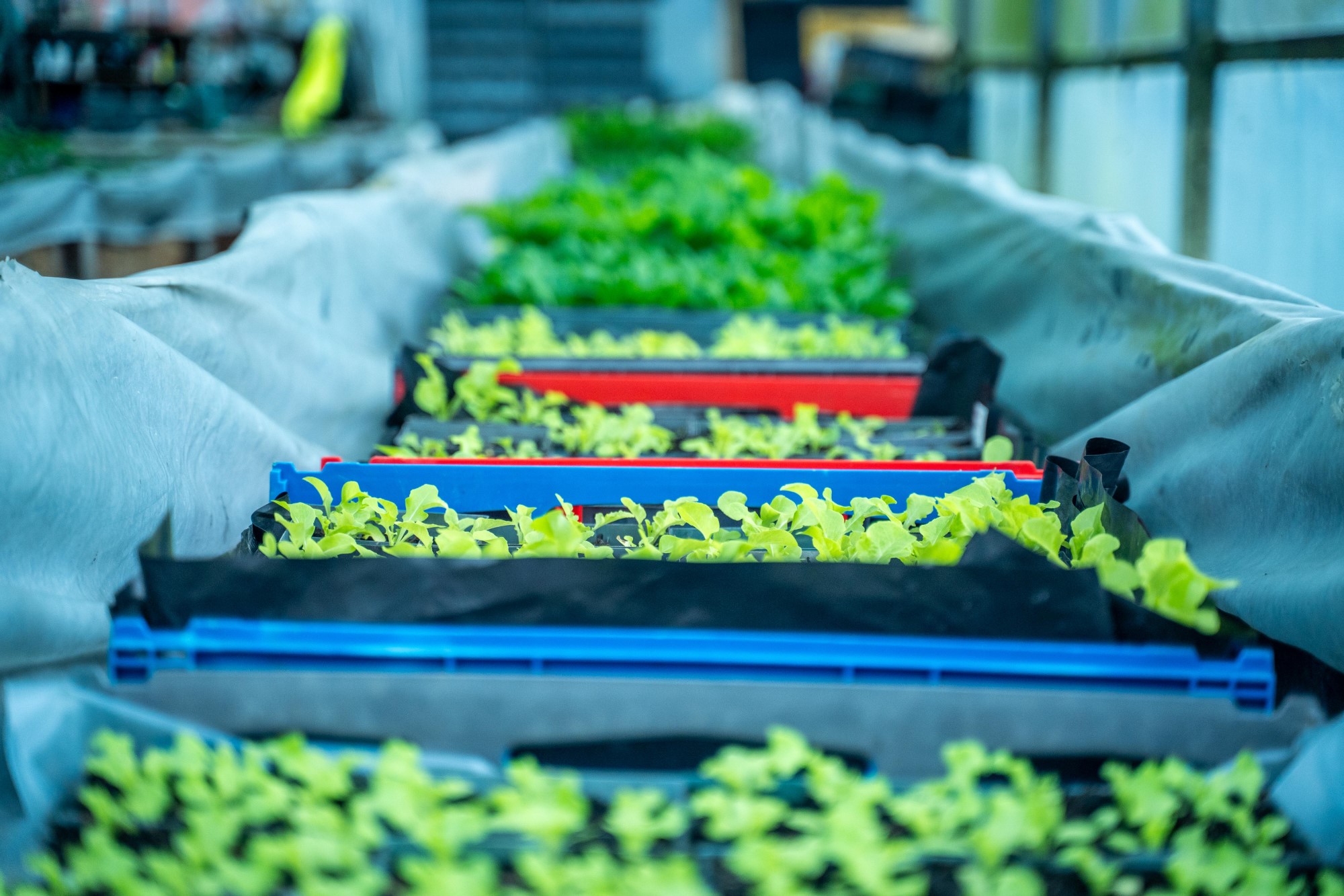 Mihirau Greenhouse seedlings Mihirau Greenhouse seedlings